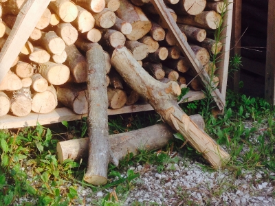 Tondello di Faggio